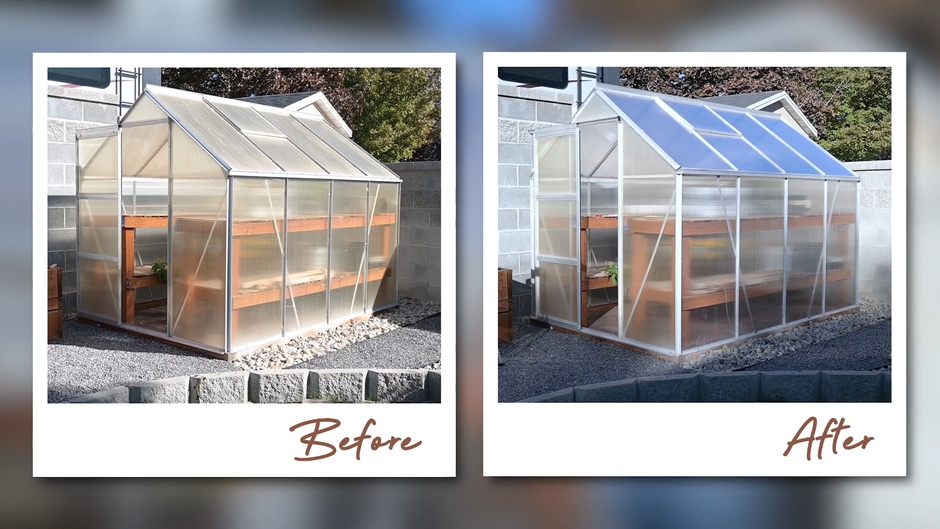Side-by-side comparison of two greenhouses, the greenhouse on the left has old and cloudy panels while the greenhouse on the right has clear and new panels