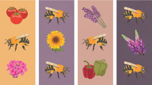 Bring Back the Bees