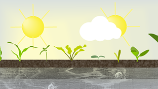 9 Steps to Harden Off Seedlings
