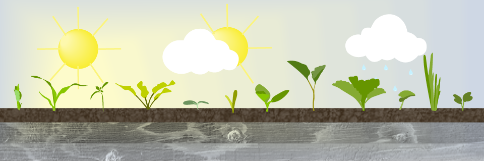 9 Steps to Harden Off Seedlings