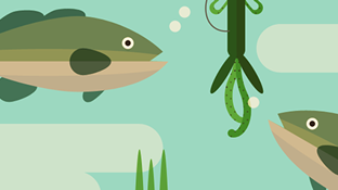 Mastering the Texas Rig