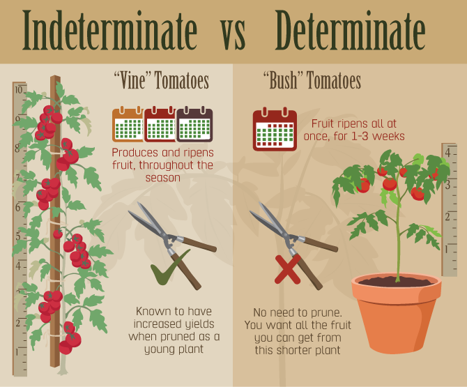 Indeterminate and Determinate Tomato Variety Comparison