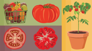 Tomato Tomäto