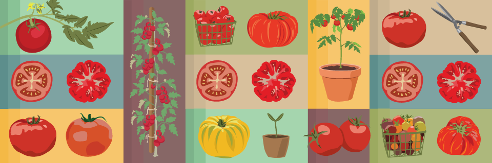Tomato Tomäto