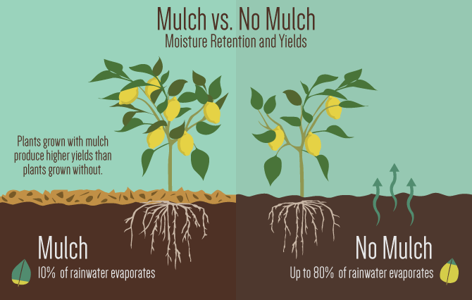 Gardening with Mulch – Moisture Retention and Yield