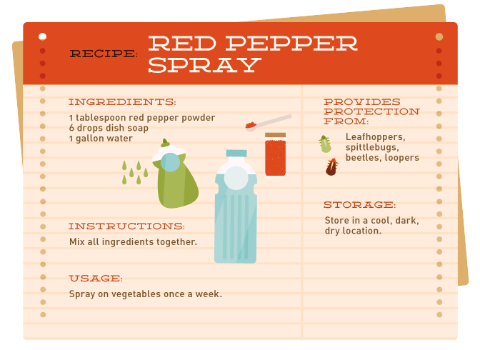 Organic Hopper Remedy. Best natural spray to stop them. How to Make Red Pepper Spray