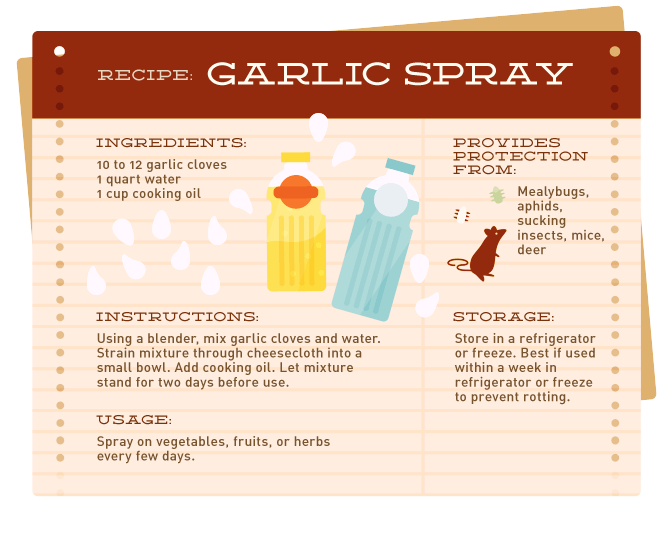 How to Make Garlic Spray