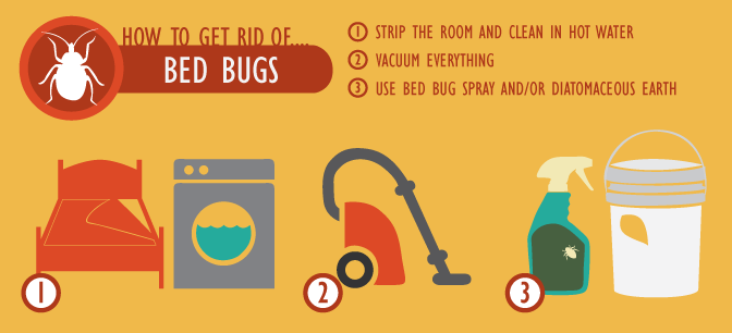 Green Pest Management - How To Control Bed Bugs