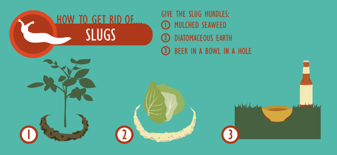 Green Pest Management - How to Control Slugs