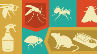 Green Pest Management