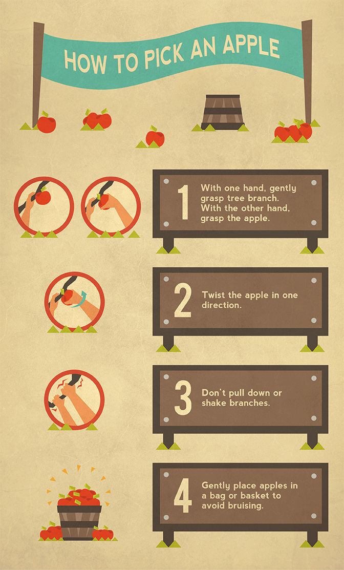 Guide to Picking Apples - How to Pick an Apple Properly