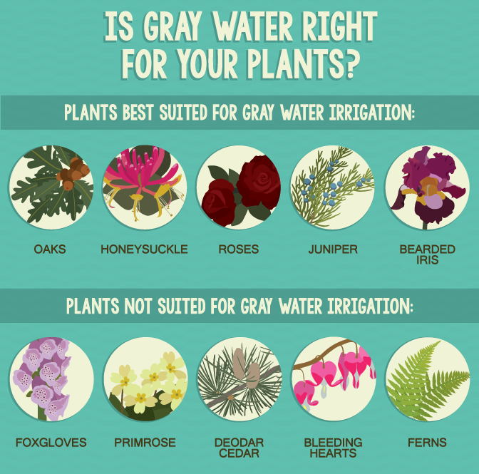 Making Use of Gray Water in Your Home - Which Plants Can Tolerate Gray Water?