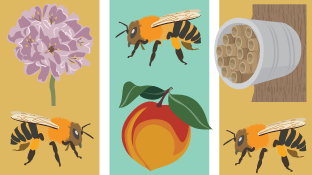 Creating a Bee-Friendly Garden