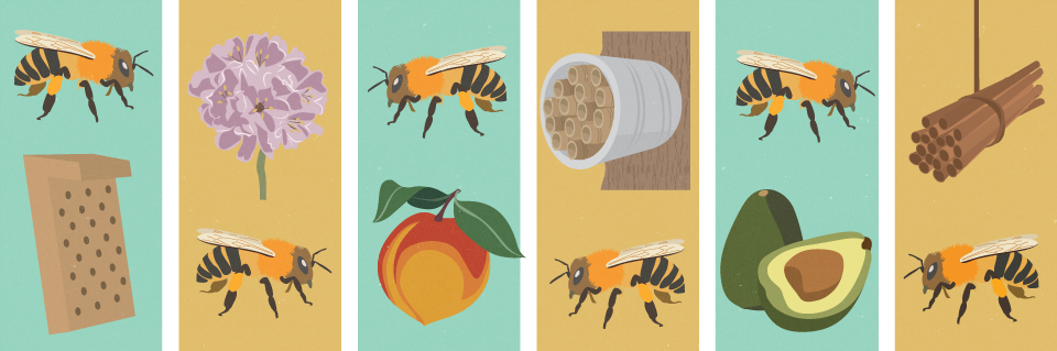 Creating a Bee-Friendly Garden