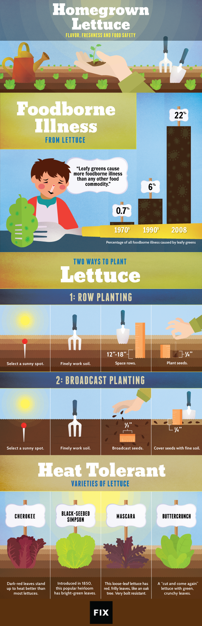 Homegrown Lettuce