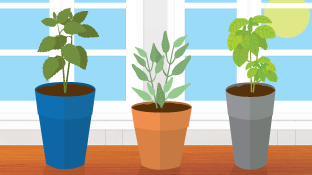 5 Herbs for Kitchen Gardens