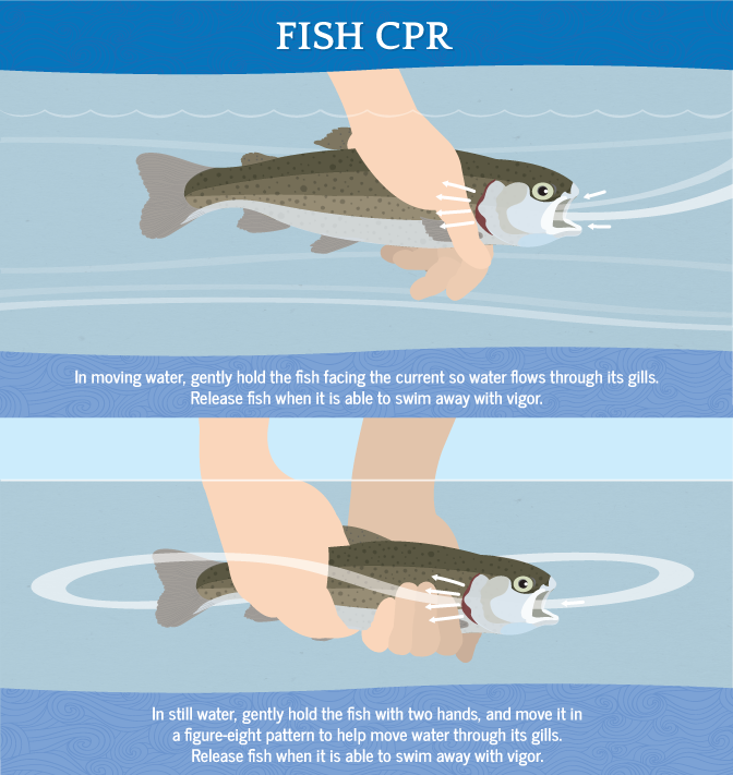 How to Perform Fish CPR