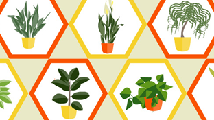 Easy-to-Grow Indoor Plants That Thrive