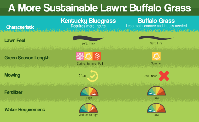 A Greener Lawn: Comparing Buffalo Grass with Kentucky Bluegrass