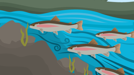 Where’s That Trout?