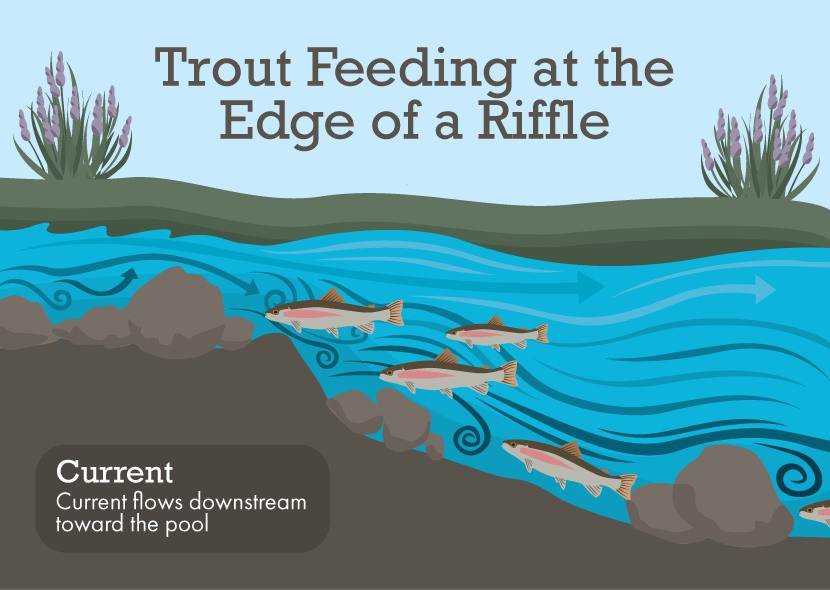 Trout Feeding at Riffle