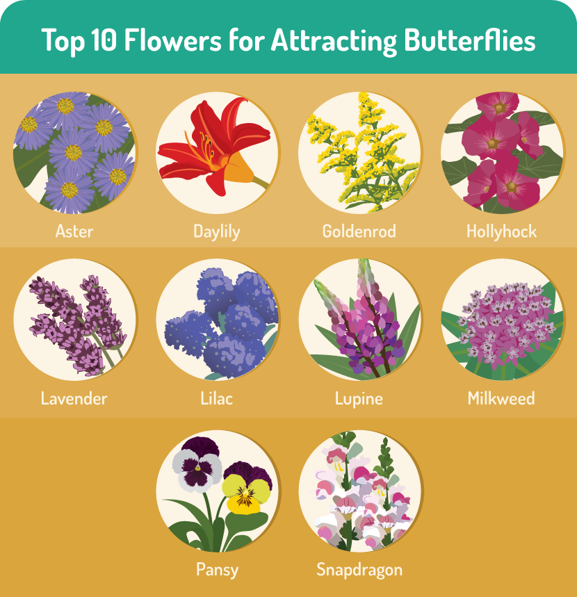 Gardening for Butterflies: Top Ten Plants for Attracting Butterflies