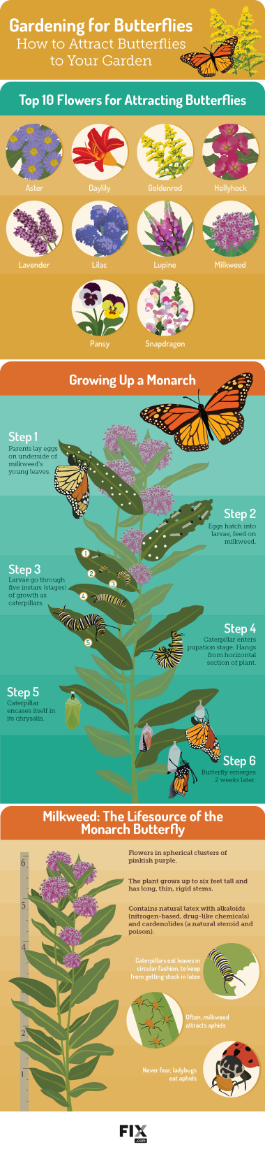 Gardening for butterflies infographic