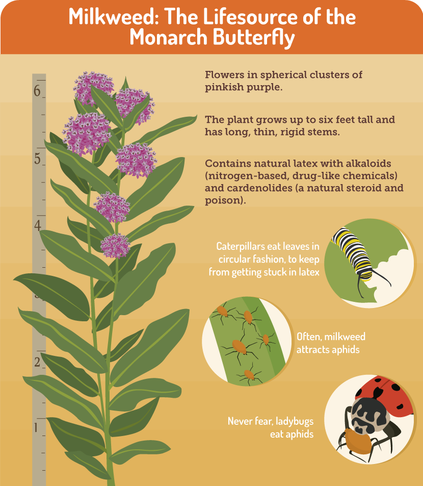 Gardening for Butterflies: Milkweed 
