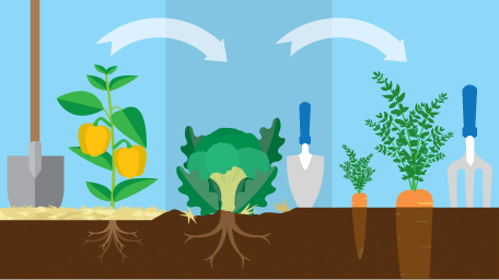 Easy Crop Rotation For Your Garden
