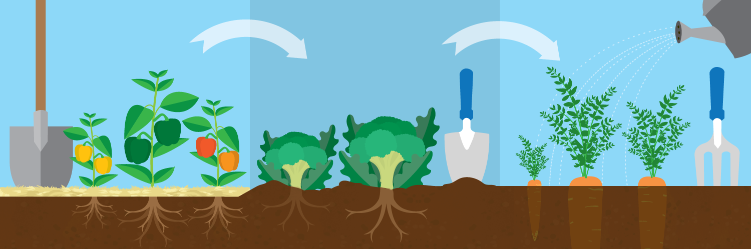 Easy Crop Rotation For Your Garden