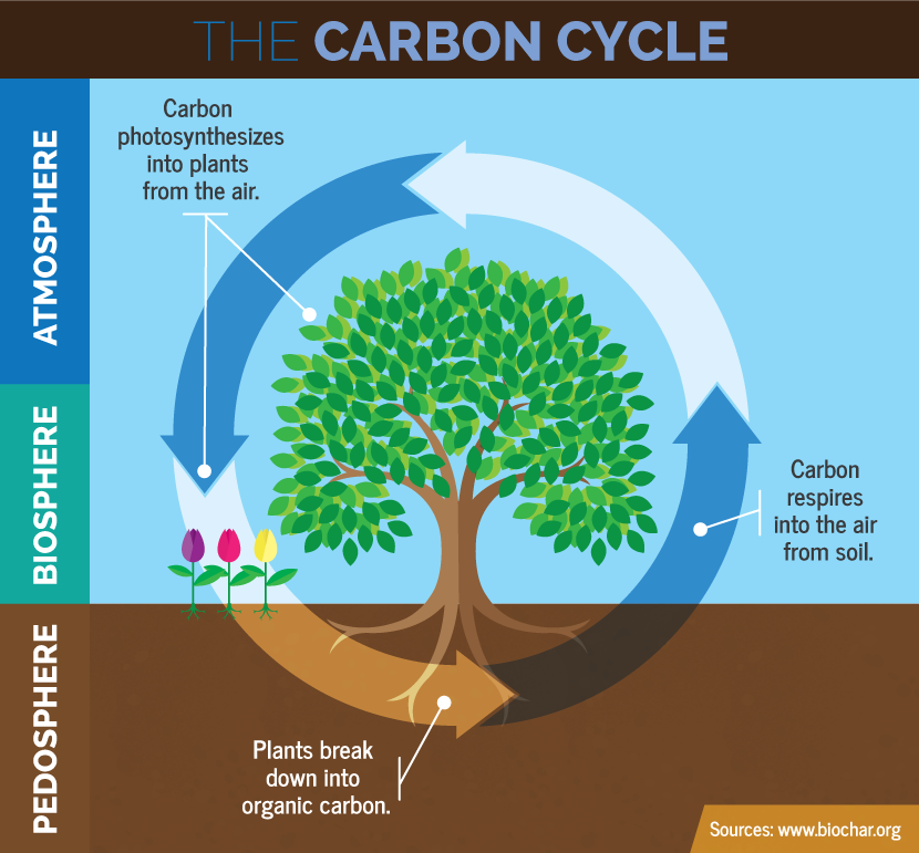 Three Year Garden Rotation Plan: The Carbon Cycle