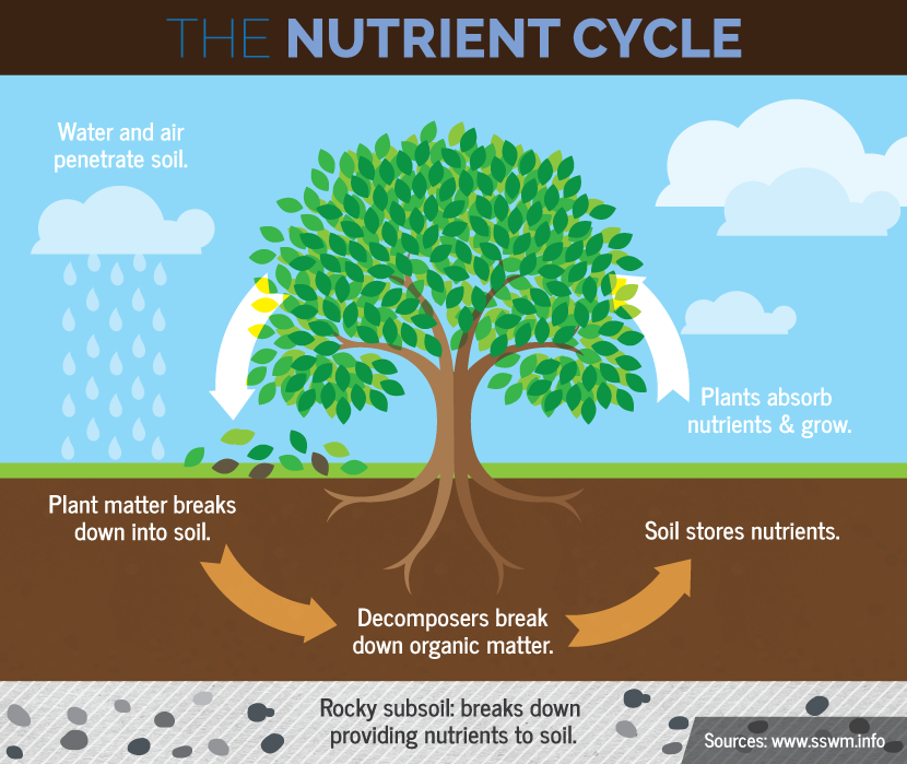 Three Year Garden Rotation Plan: The Nutrient Cycle