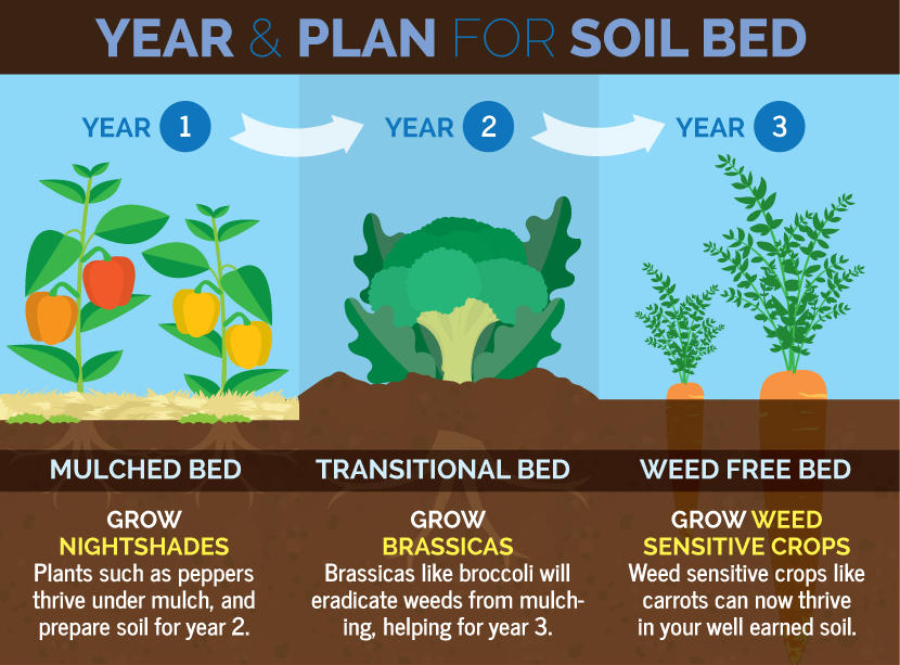 Three Year Garden Crop Rotation Plan: How To