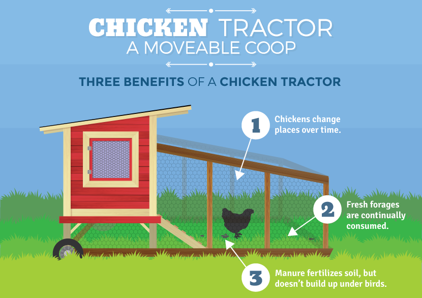 Raising Backyard Chickens: Chicken Coop Tractor