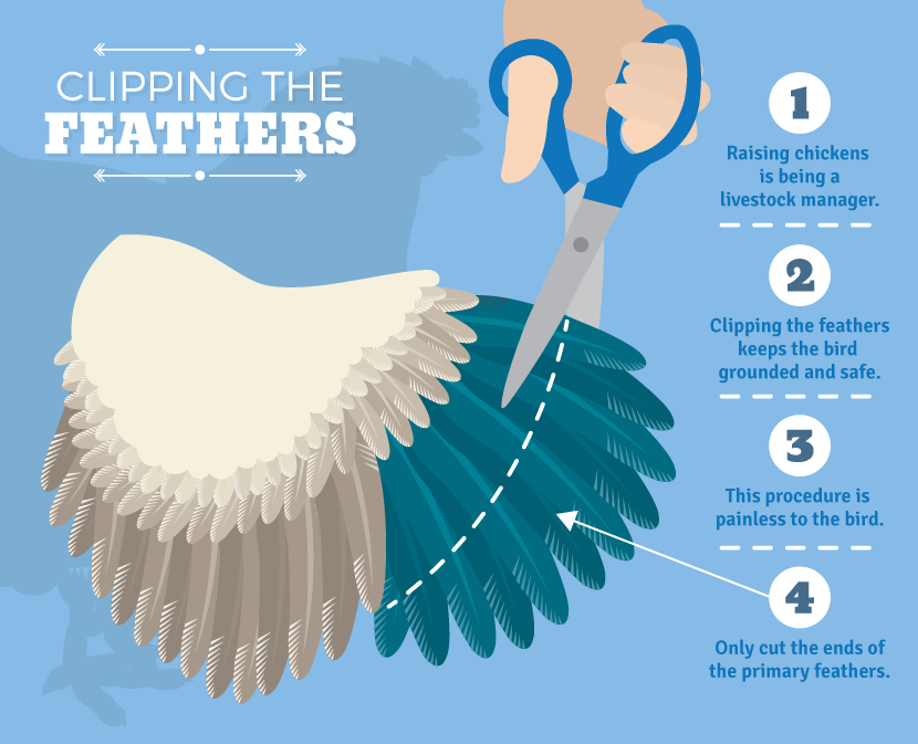Raising Backyard Chickens: Clipping the Feathers