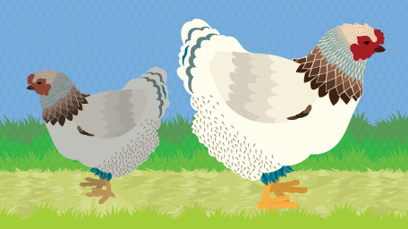 Raising Backyard Chickens