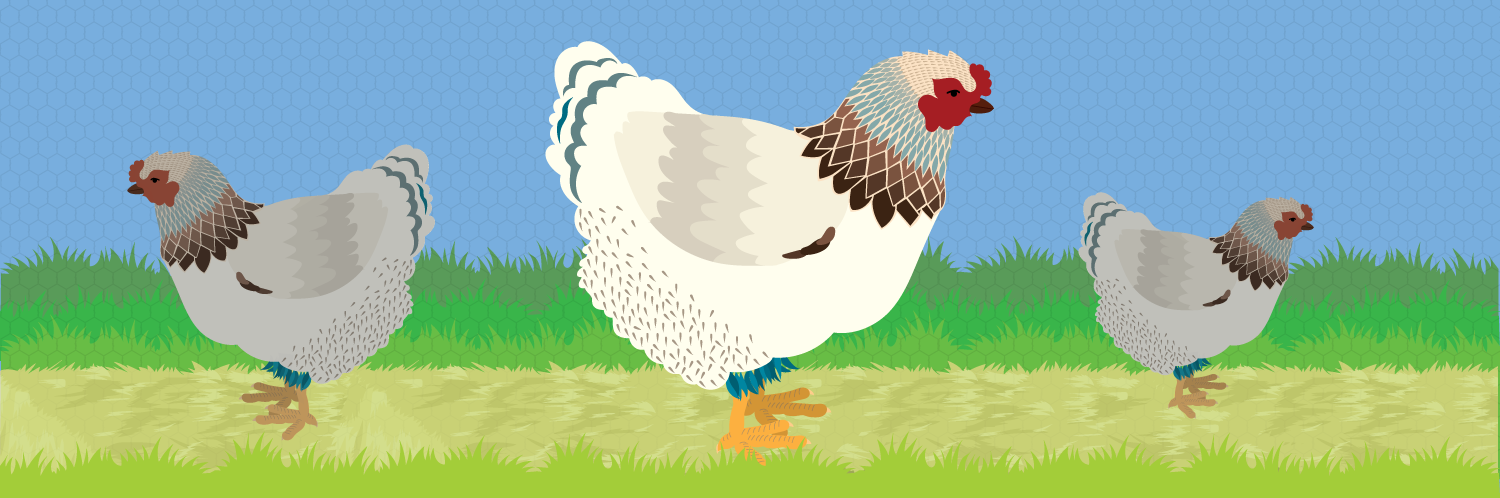 Raising Backyard Chickens