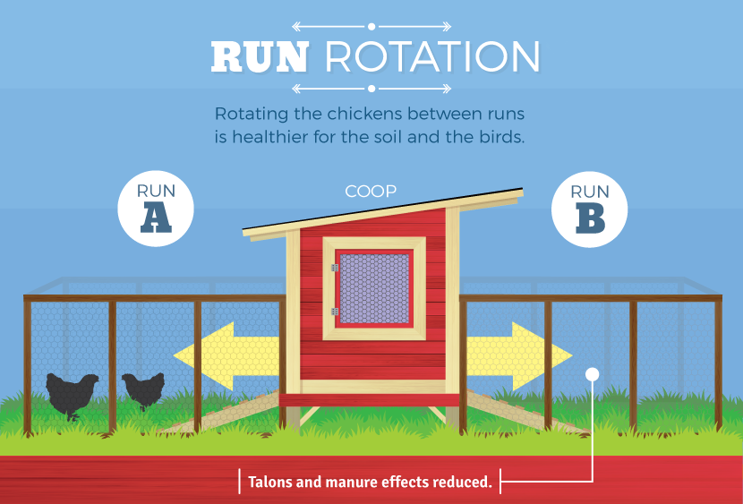 Raising Backyard Chickens: Run Rotation