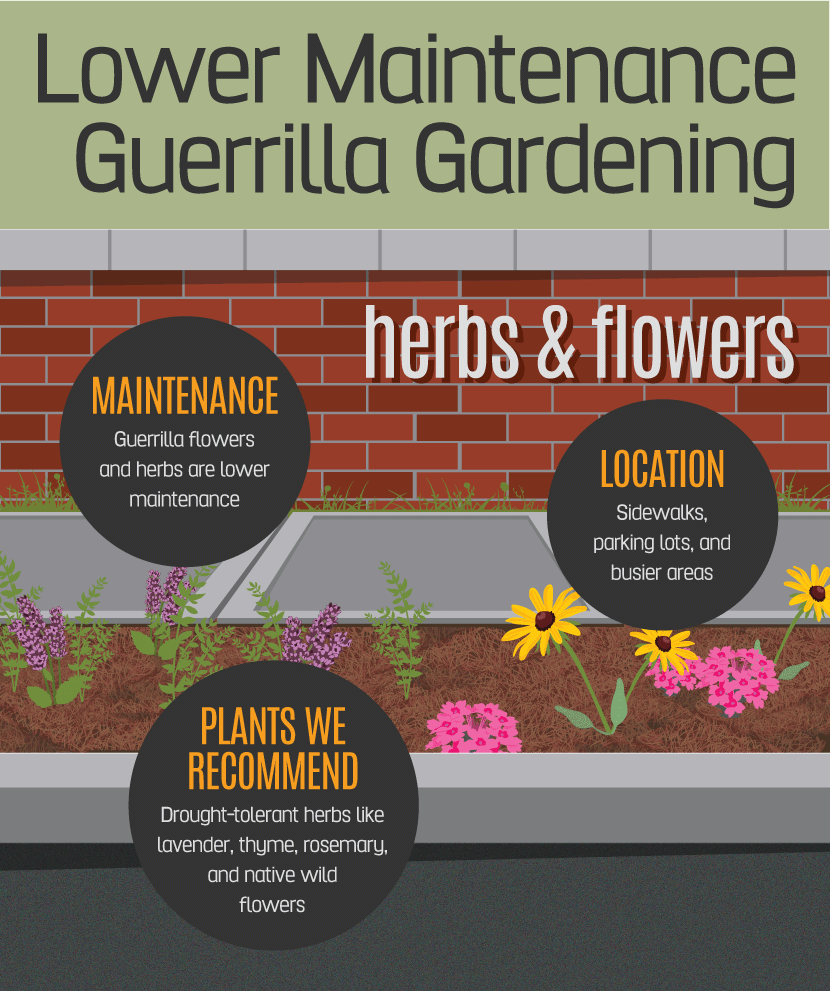 Guerrilla Gardening: Lower Maintenance Crops for Smaller Areas
