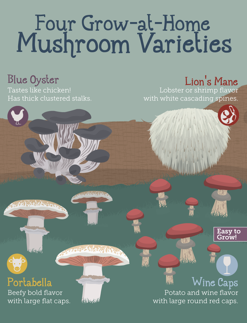 Growing Mushrooms at Home: Best Varieties to Plant