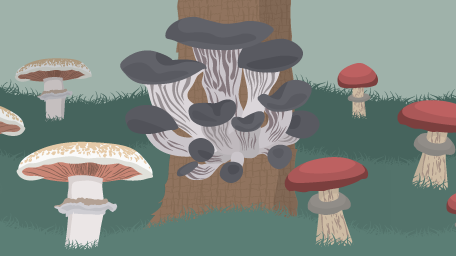 Make Room for Mushrooms
