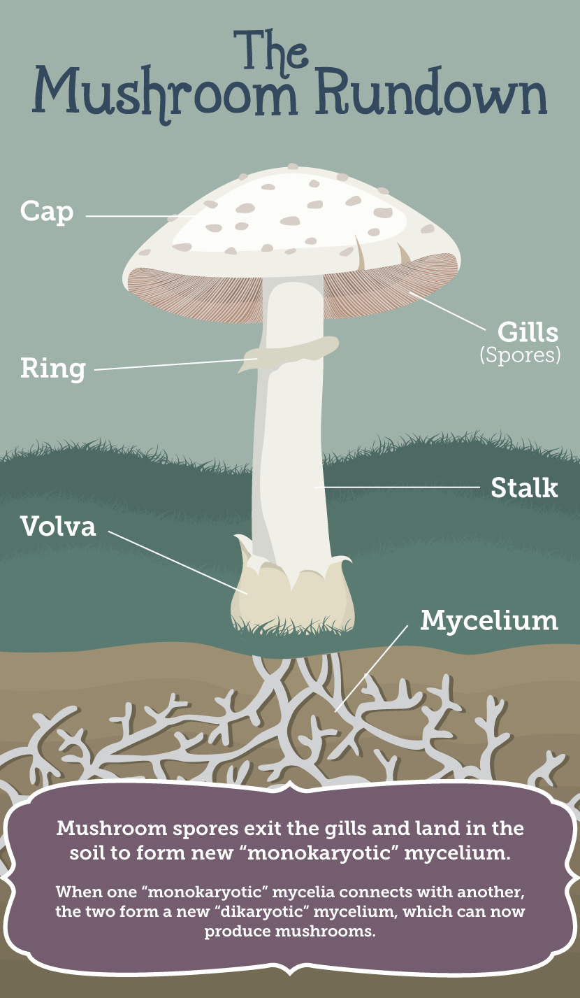Growing Mushrooms at Home: Anatomy of a Mushroom