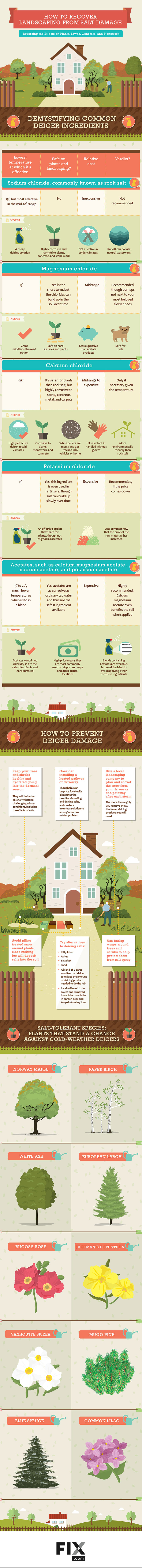 How to Recover Landscaping from Salt Damage