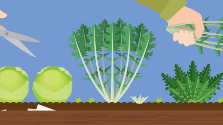 Cut-and-Come-Again Salads