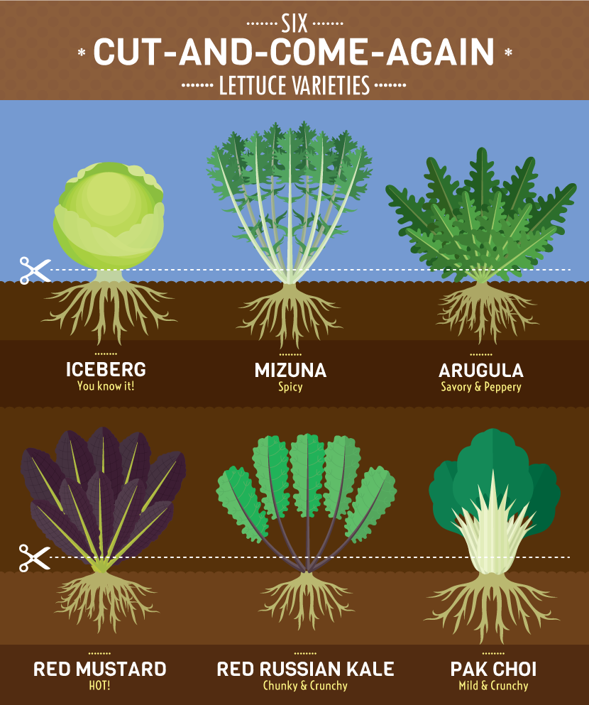 Cut and Come Again Crops: Varieties of Lettuce