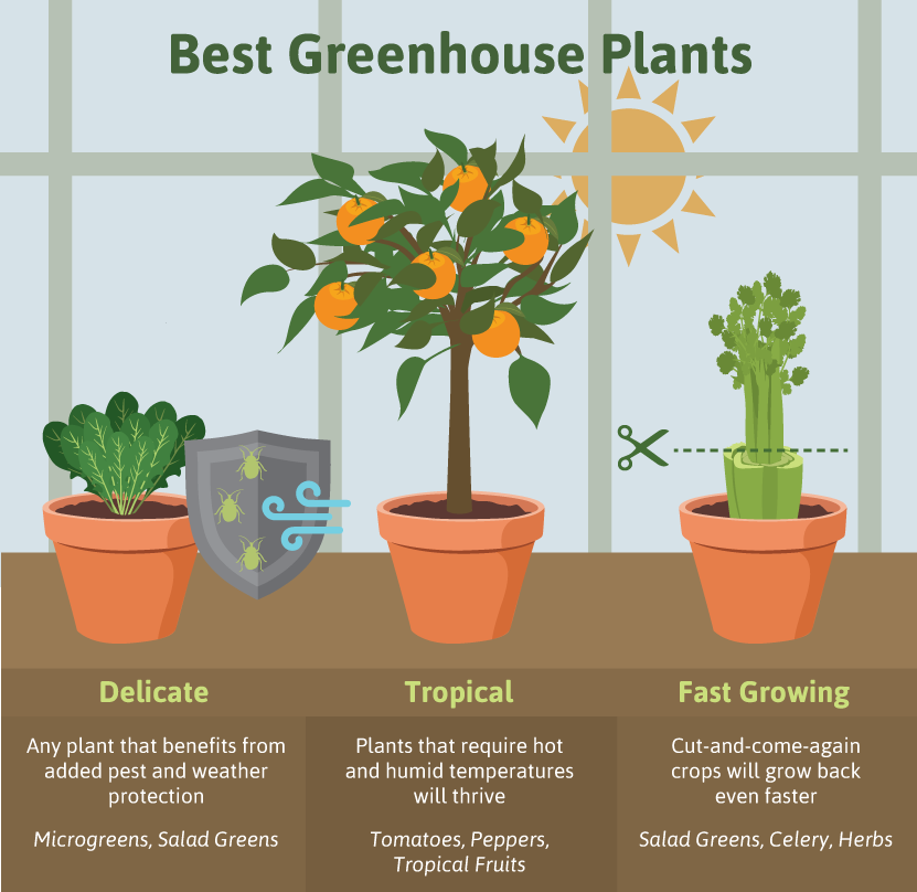 Building A Greenhouse: Best Plants to Grow