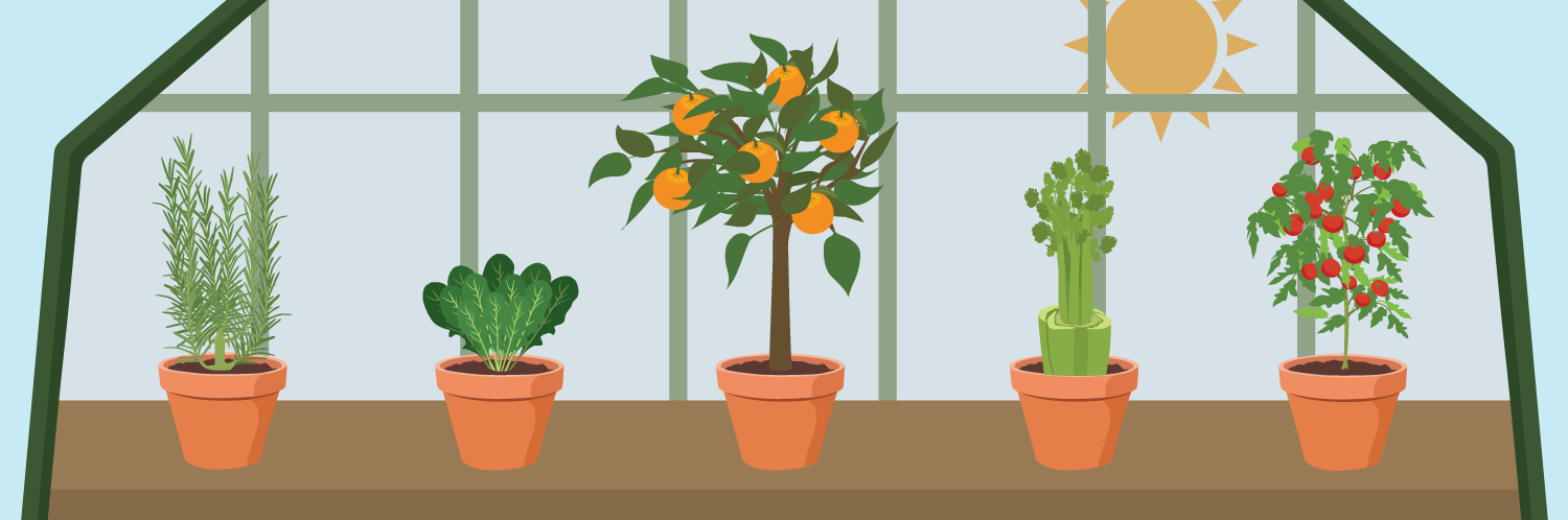 Building a Greenhouse for Your Garden
