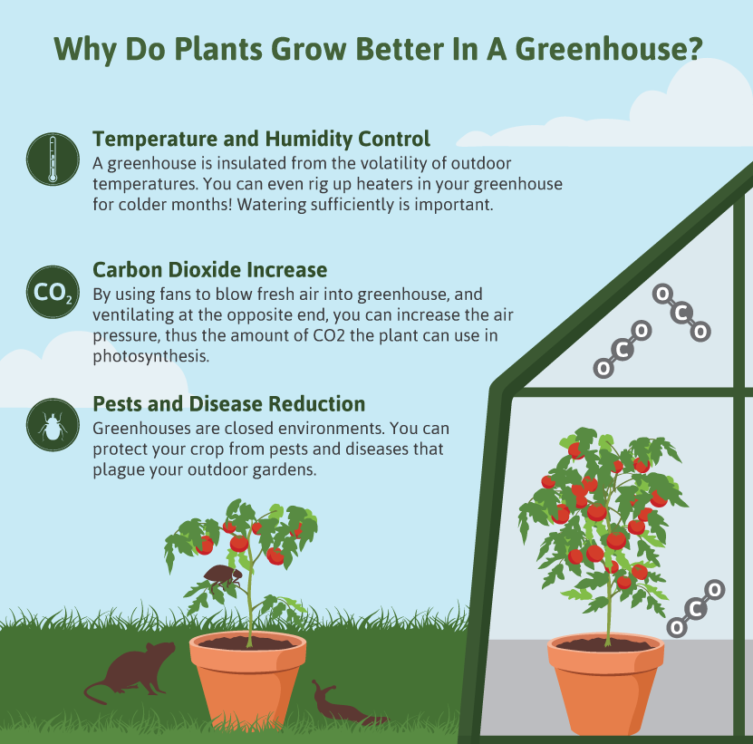 Why do plants grow better in a greenhouse?
