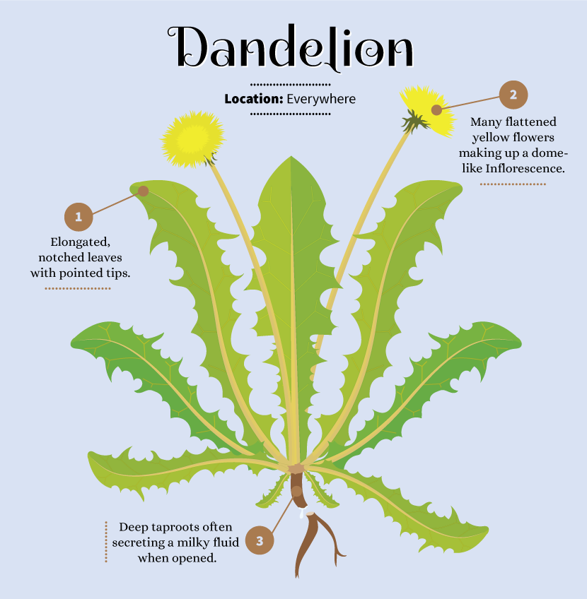 Image result for dandelion plant top 4