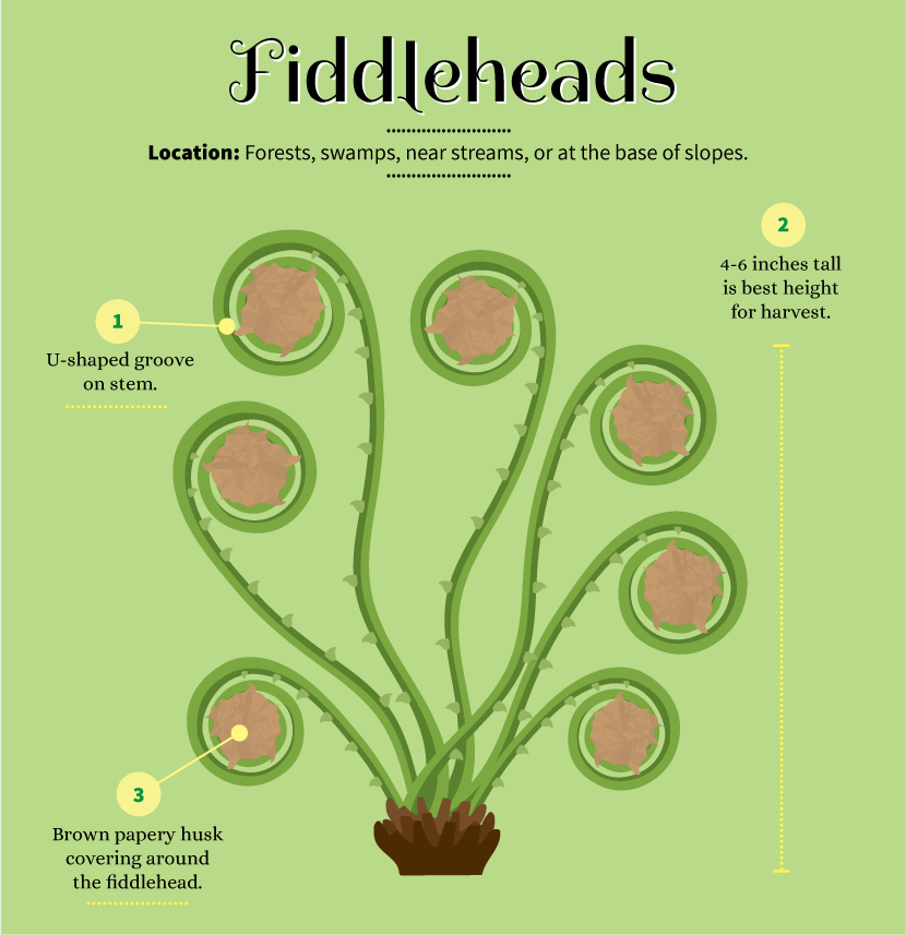Foraging for Food: Fiddleheads